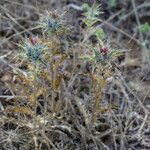 Carlina lanata Habitat