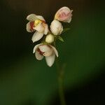 Cheiradenia cuspidata Λουλούδι