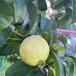 Psidium guajava Frucht