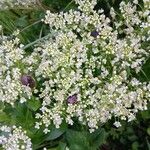 Lepidium draba Flower