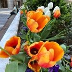 Tulipa gesneriana Цветок