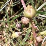 Spergularia media Fruit