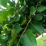 Cordia myxa Leaf