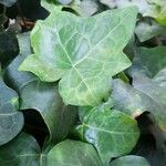 Hedera hibernica 葉