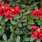 Rhododendron haematodes Habitus