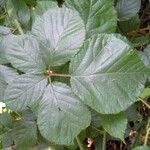 Rubus foliosus Blatt