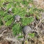 Vachellia drepanolobium Fulla