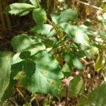 Rubus albiflorus Blatt