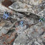 Eritrichium nanum Other
