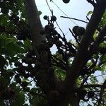 Ficus sur Fruto