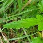 Monsonia longipes Leaf