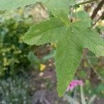 Lavatera bryoniifolia Lapas