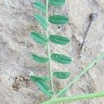 Astragalus asterias Leaf