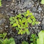 Trifolium subterraneum Hoja