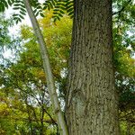 Juglans mandshurica Bark