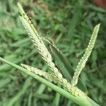 Stenotaphrum secundatum Fruit