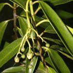 Clusia dukei Leaf