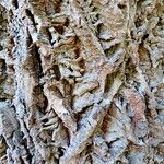 Phellodendron amurense 樹皮