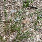 Juncus tenuis Leaf