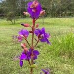 Tibouchina urvilleana 花