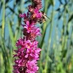 Lythrum virgatum Fiore