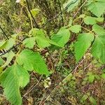 Cardiospermum grandiflorum Leaf