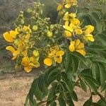 Cassia abbreviata 整株植物