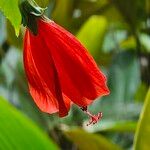 Malvaviscus penduliflorus Flower