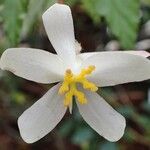 Begonia acutifolia Bloem