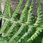 Dryopteris filix-masYaprak