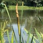 Typha angustifoliaFlower