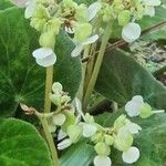 Begonia imperialis Kwiat