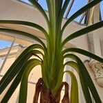 Worsleya procera Liść