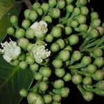 Maranthes panamensis Fruto