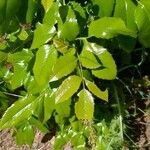 Mahonia aquifoliumFolha