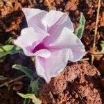 Ipomoea mombassana Flower