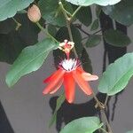 Passiflora miniata 花