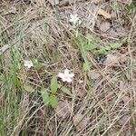 Claytonia lanceolata Flower