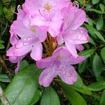 Rhododendron catawbiense പുഷ്പം