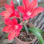 Cyrtanthus elatus Flower