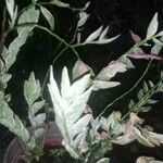 Euphorbia tithymaloides Fulla
