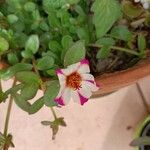 Portulaca umbraticolaFlower