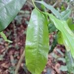 Ochna membranacea List