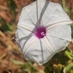 Ipomoea mombassana Квітка