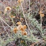 Helichrysum stenopterum