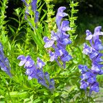 Scutellaria baicalensis Flor