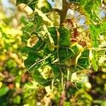 Solanum linnaeanum ഇല