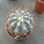 Melocactus azureus Φύλλο