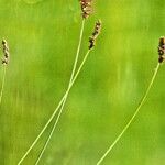 Carex diandra Flower