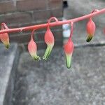 Gasteria disticha Flower